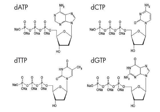 Deoxynucleoside 5 Triphosphates alterou a solução DATP DCTP DGTP DTTP da mistura dos Nucleotides DNTP